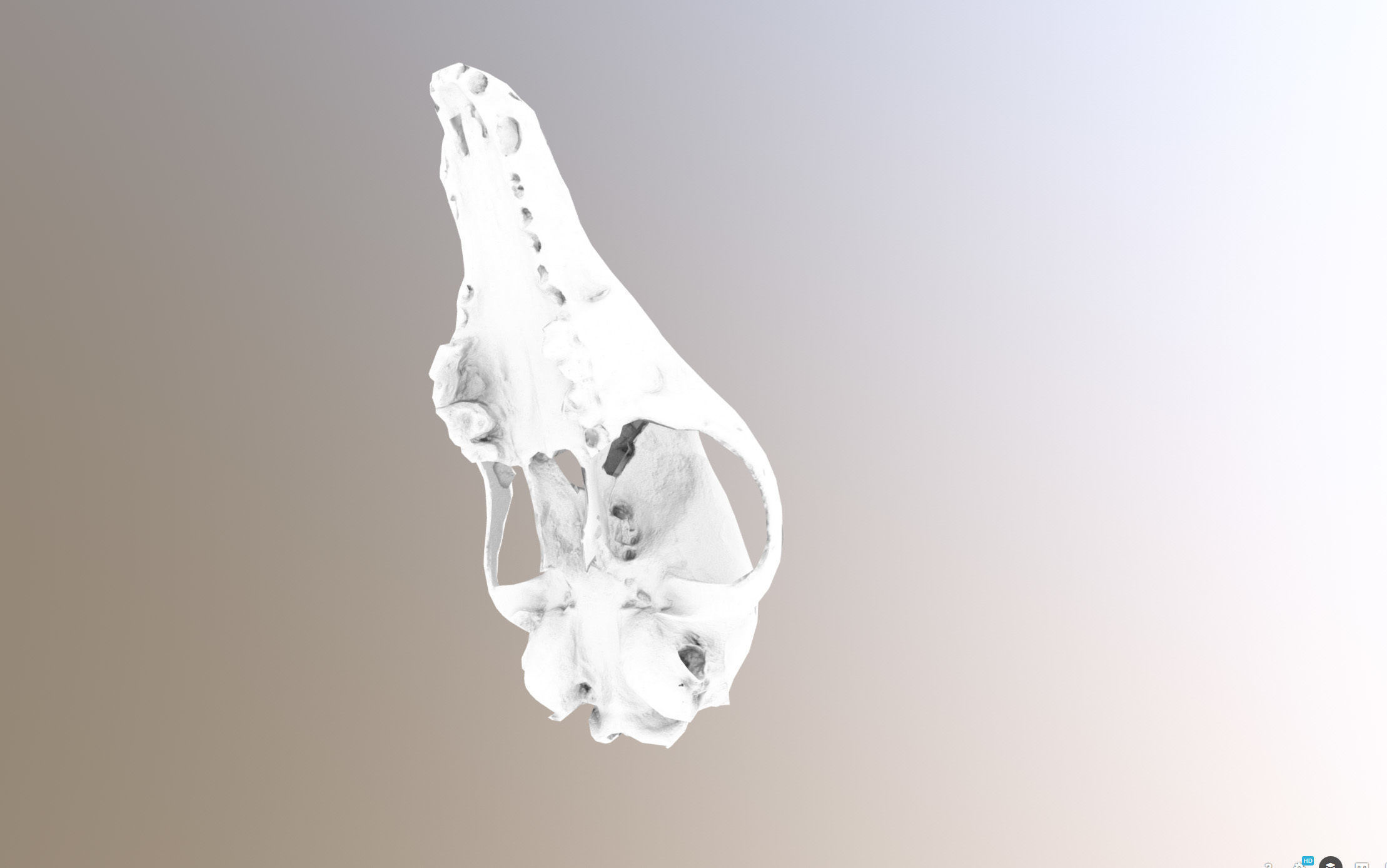 Small photorealistic Skull Low-poly 3D model_27