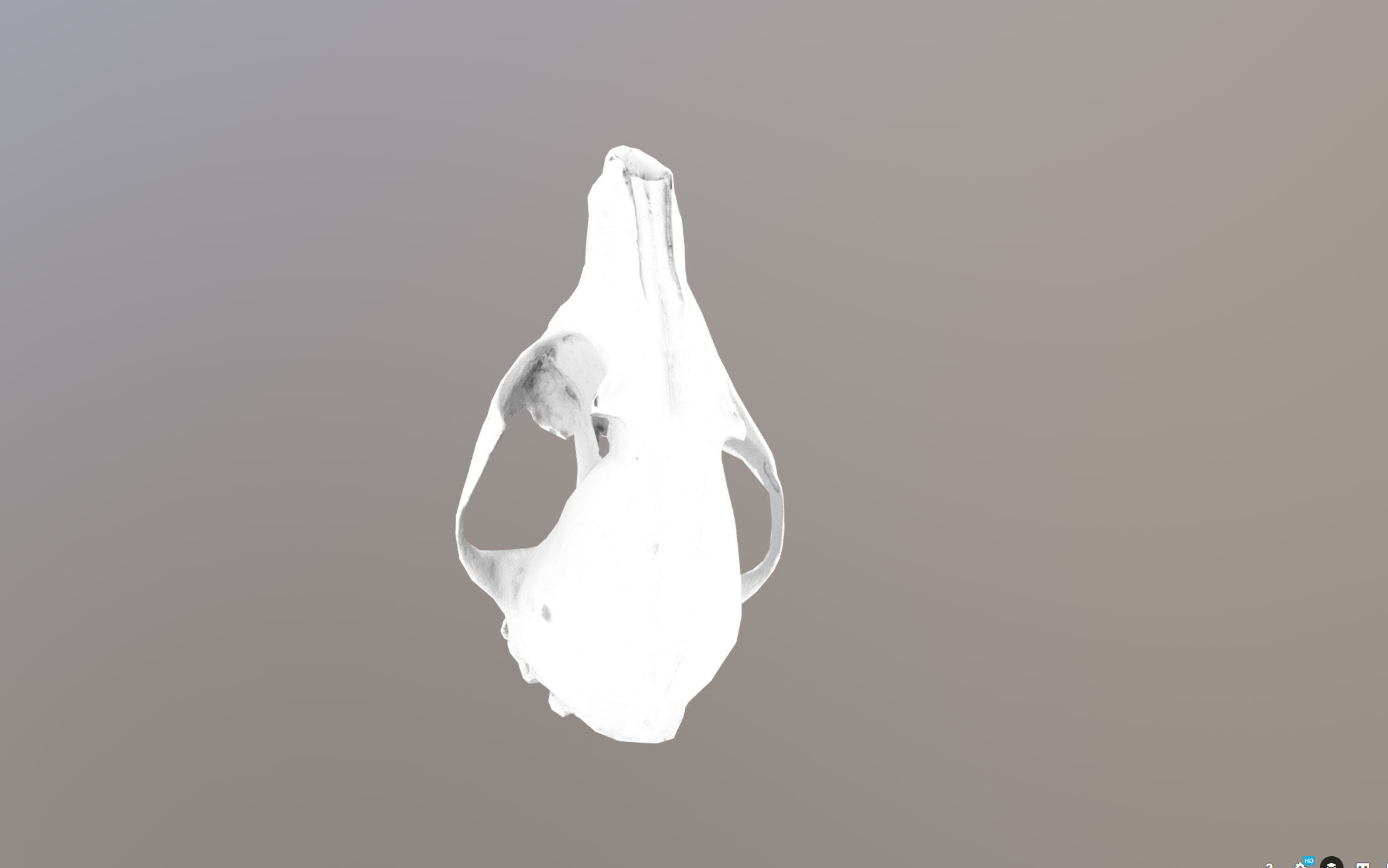 Small photorealistic Skull Low-poly 3D model_28
