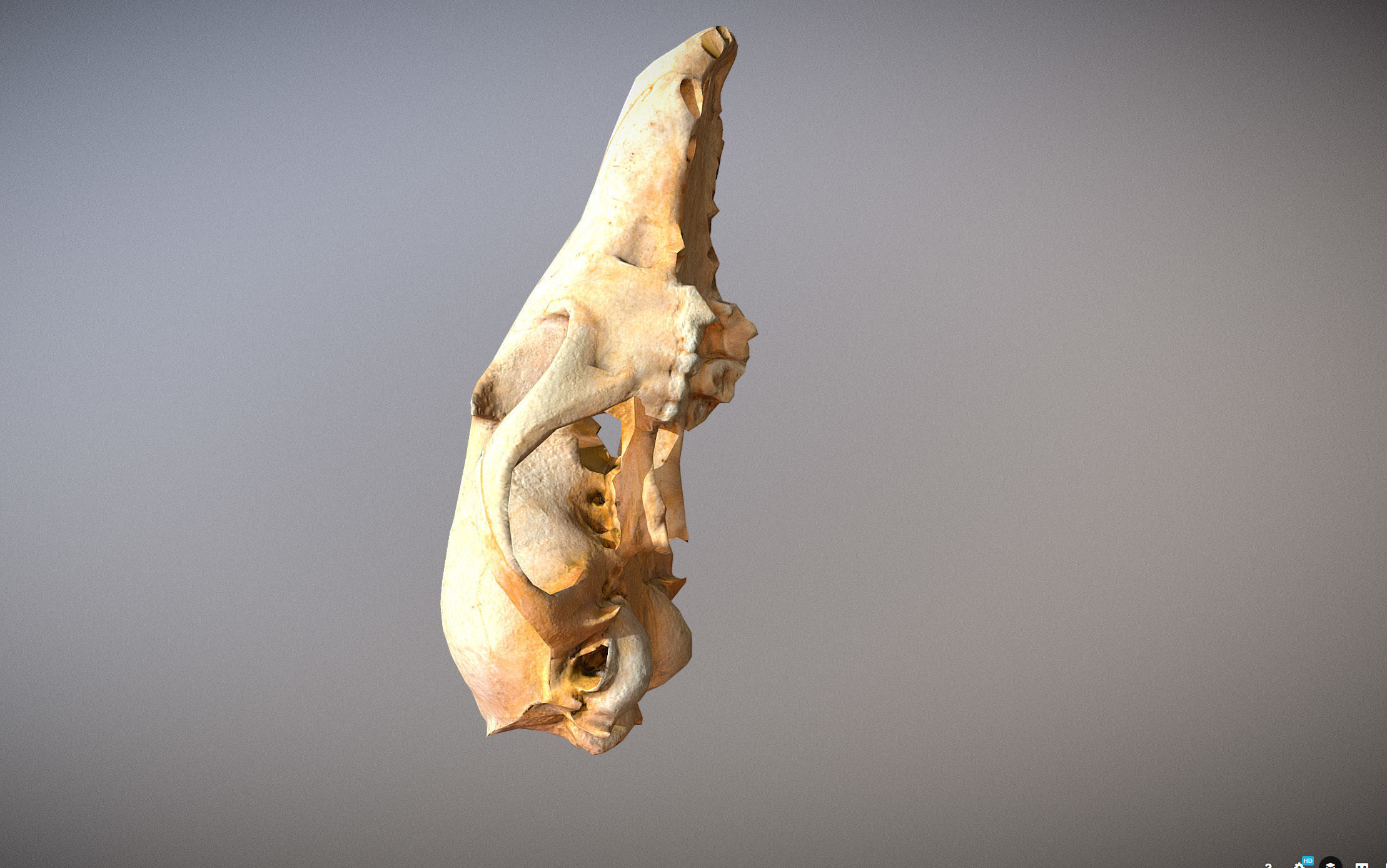 Small photorealistic Skull Low-poly 3D model_4