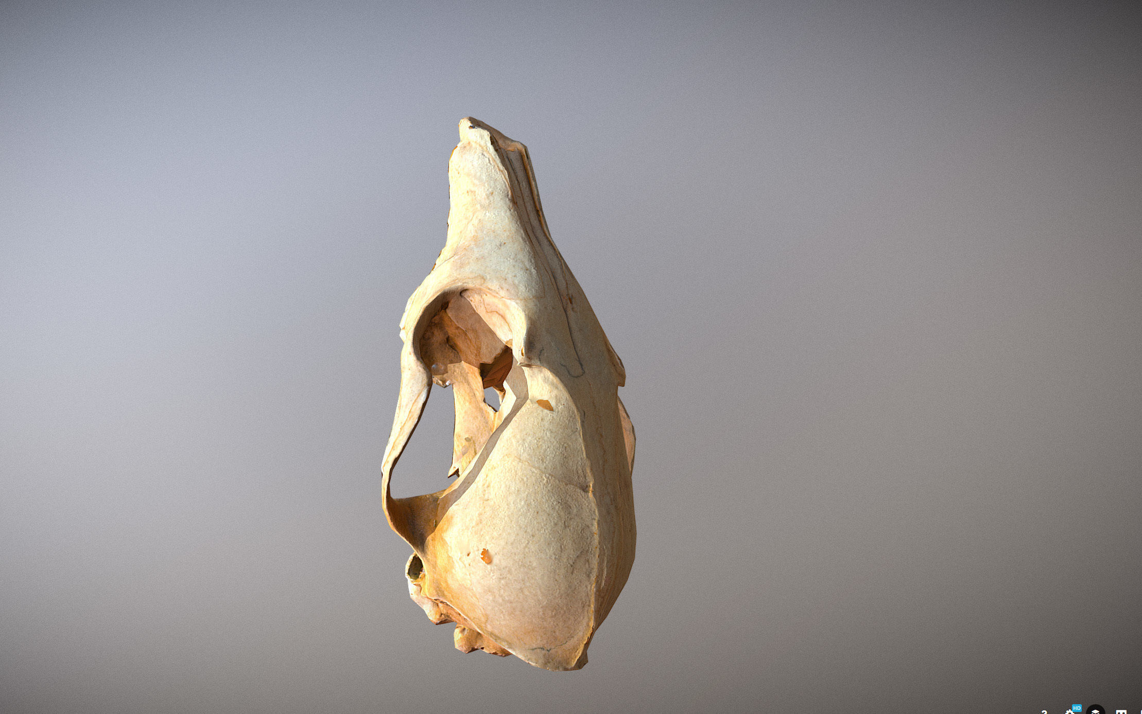 Small photorealistic Skull Low-poly 3D model_9