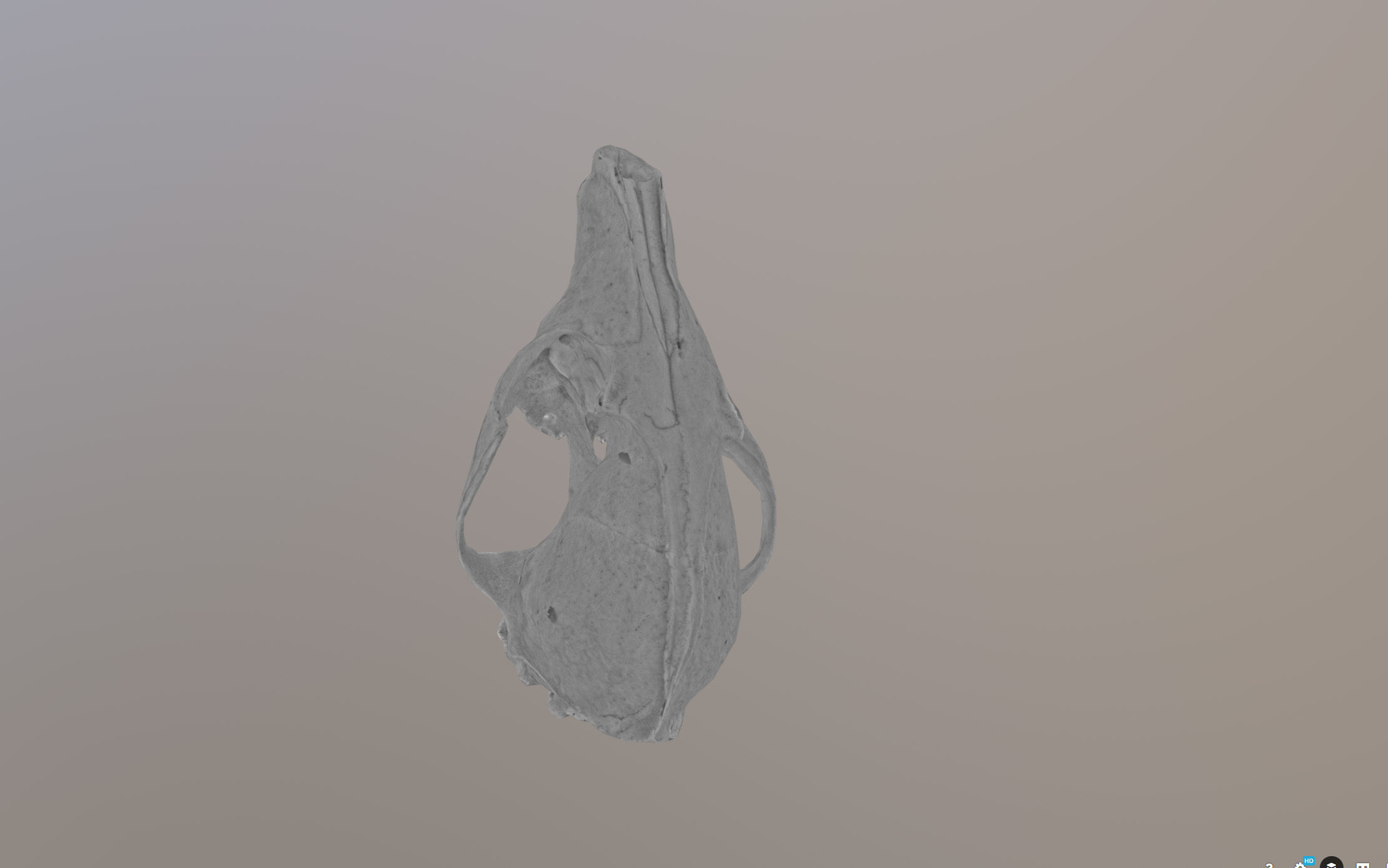 Small photorealistic Skull Low-poly 3D model_23