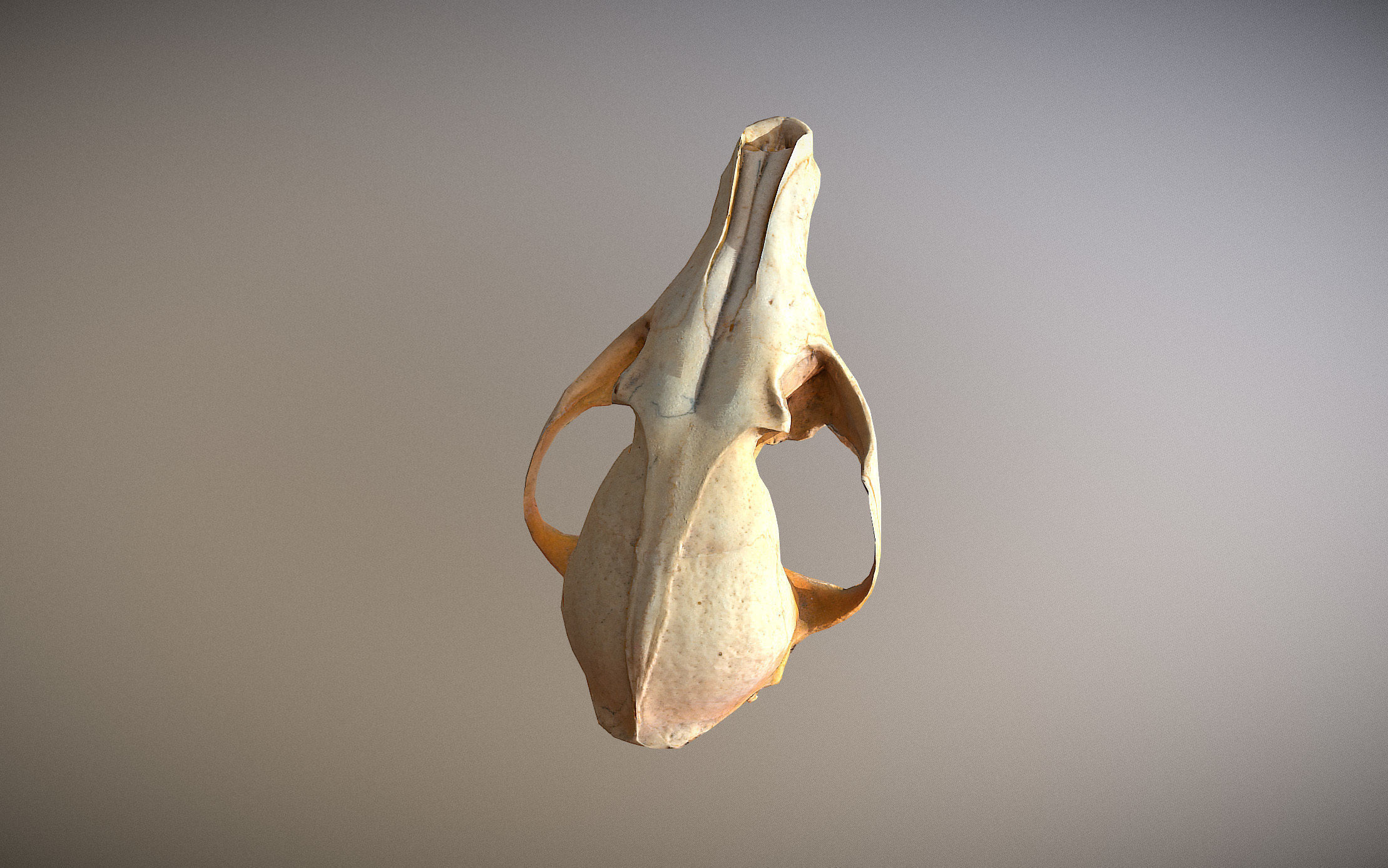 Small photorealistic Skull Low-poly 3D model_10