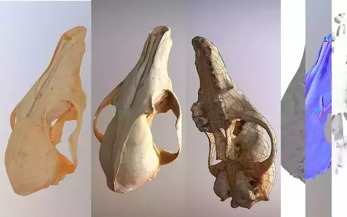 Small photorealistic Skull Low-poly 3D model