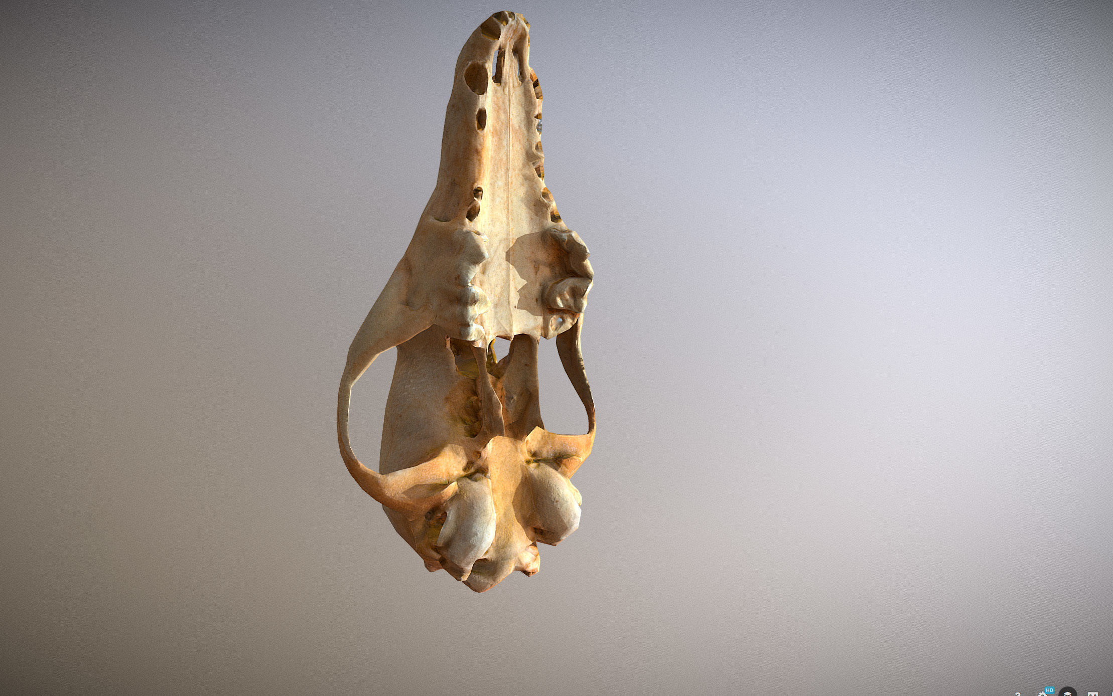 Small photorealistic Skull Low-poly 3D model_13
