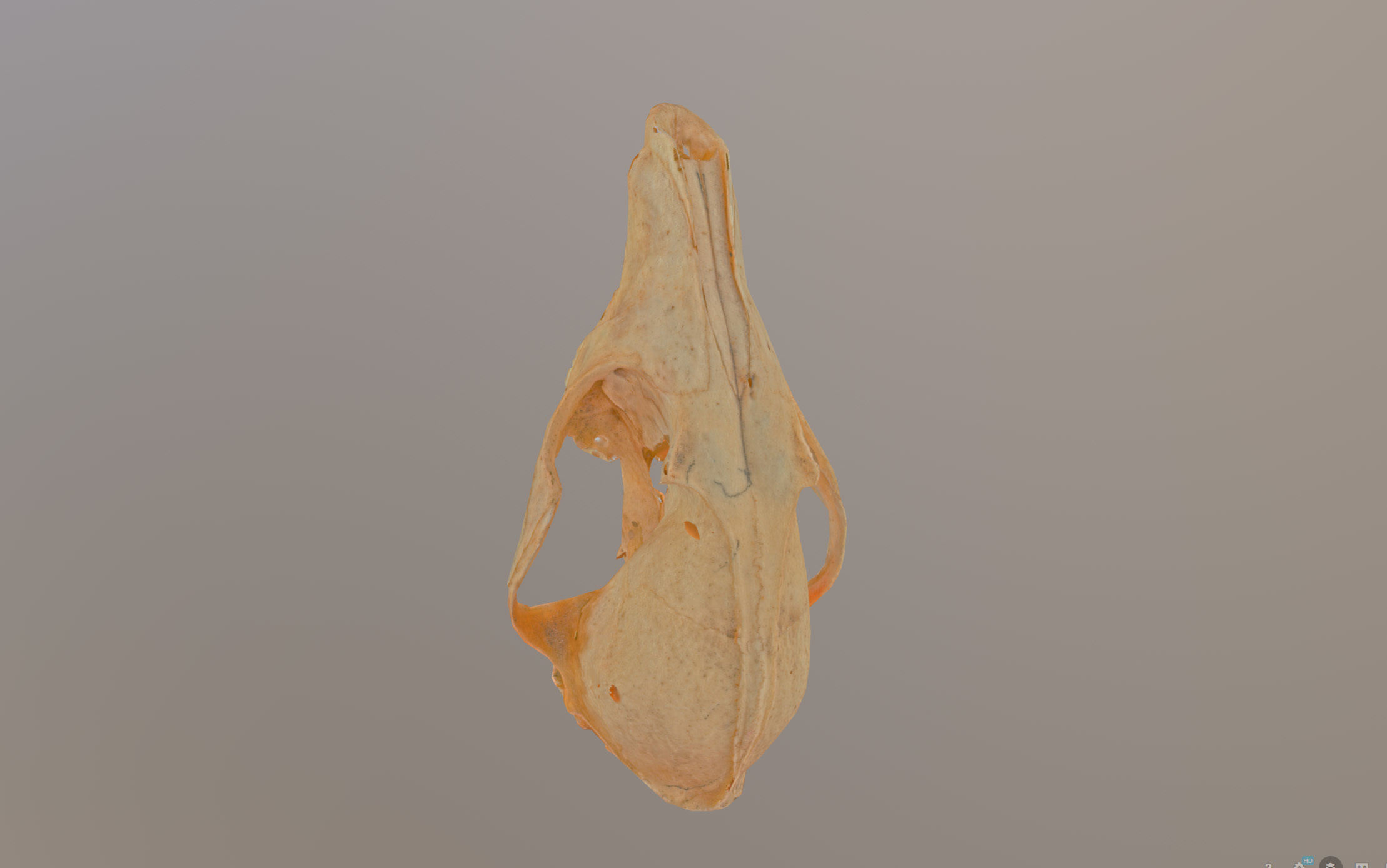 Small photorealistic Skull Low-poly 3D model_32