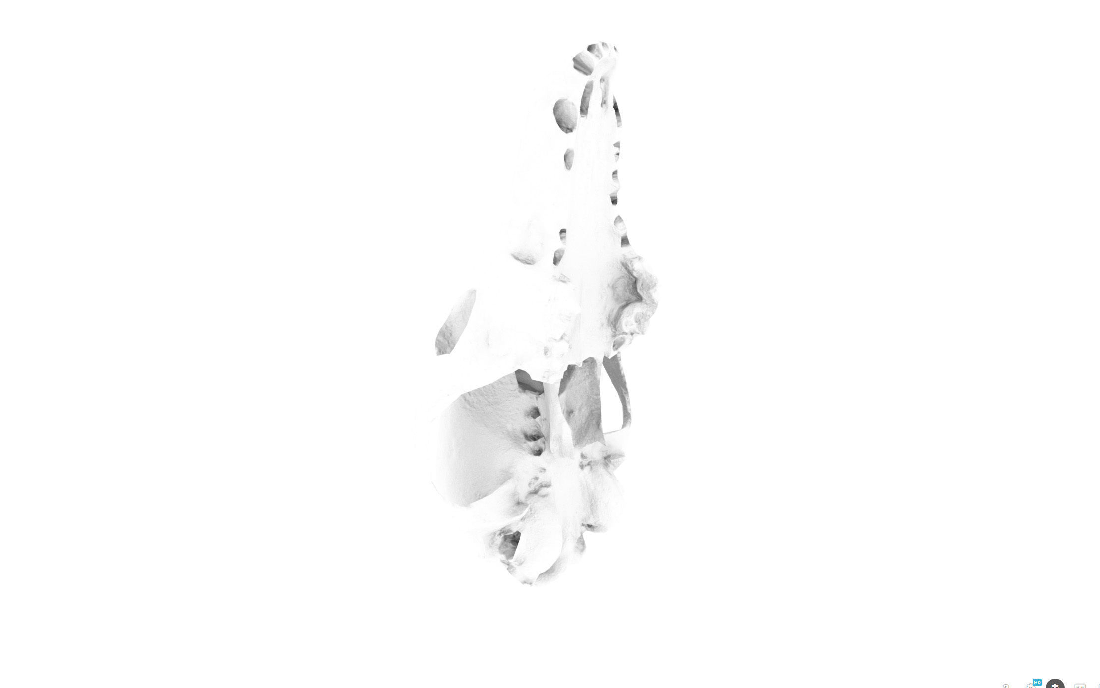 Small photorealistic Skull Low-poly 3D model_26