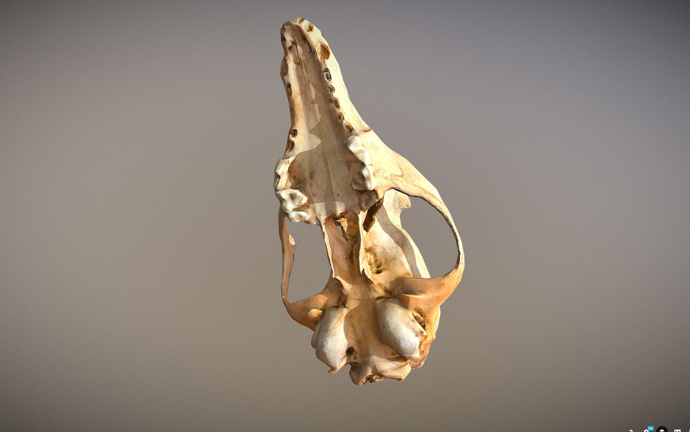 Small photorealistic Skull Low-poly 3D model_6