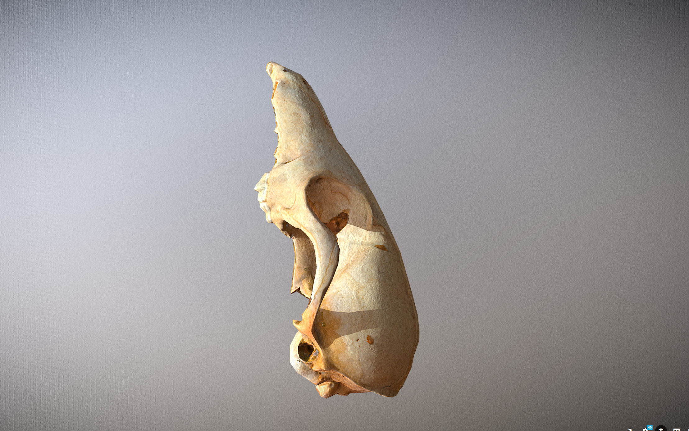 Small photorealistic Skull Low-poly 3D model_8