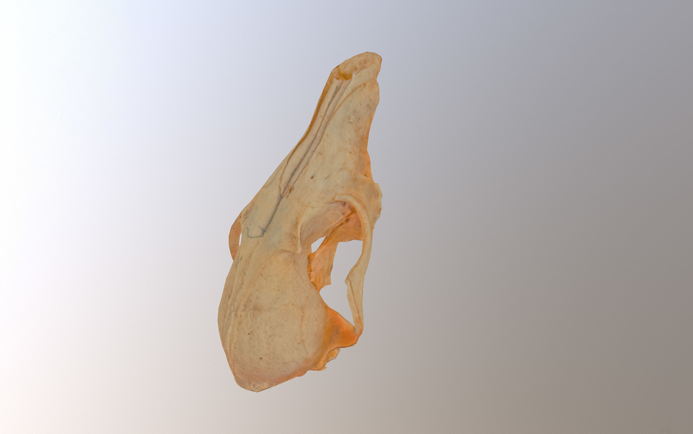 Small photorealistic Skull Low-poly 3D model_35