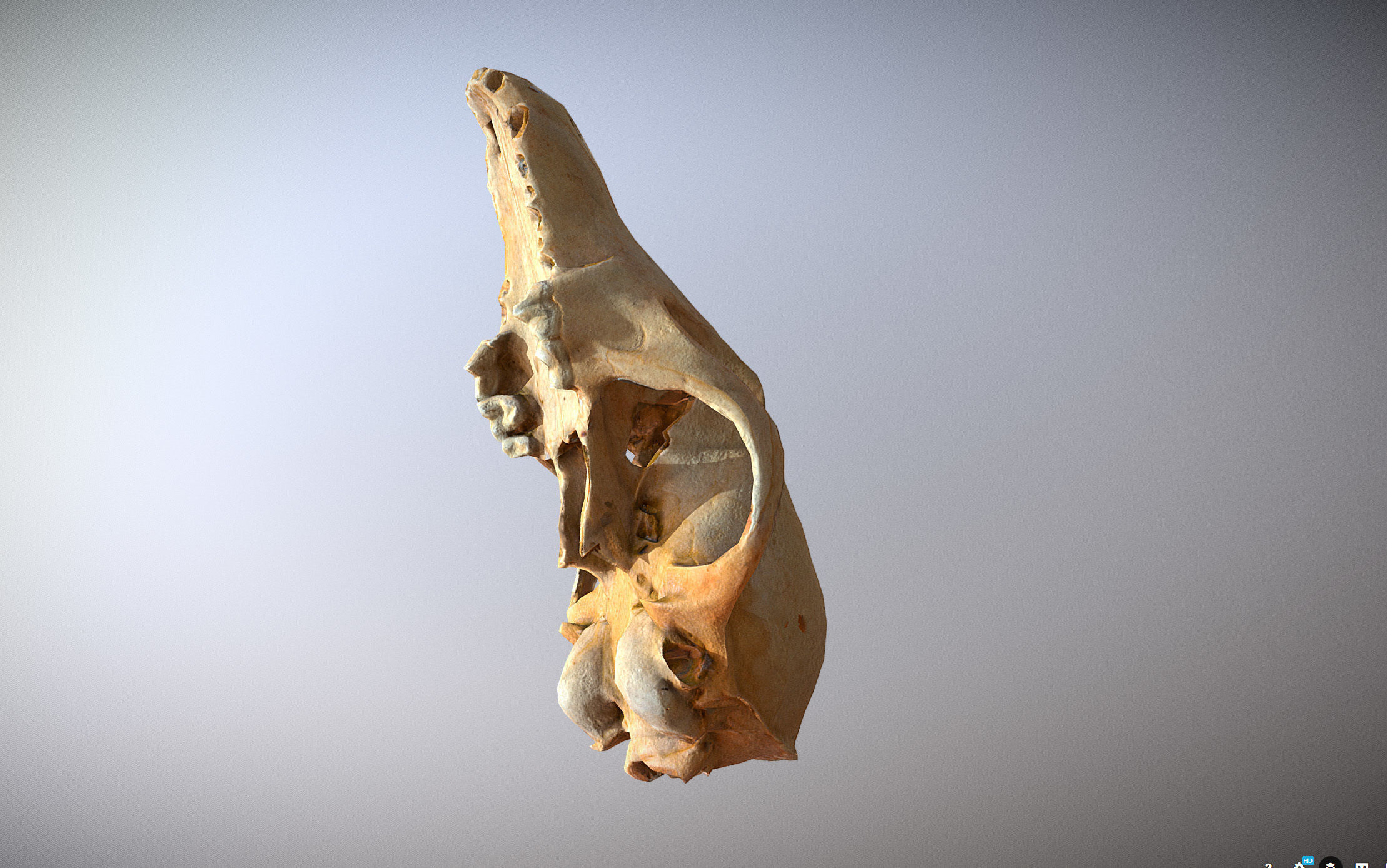 Small photorealistic Skull Low-poly 3D model_7