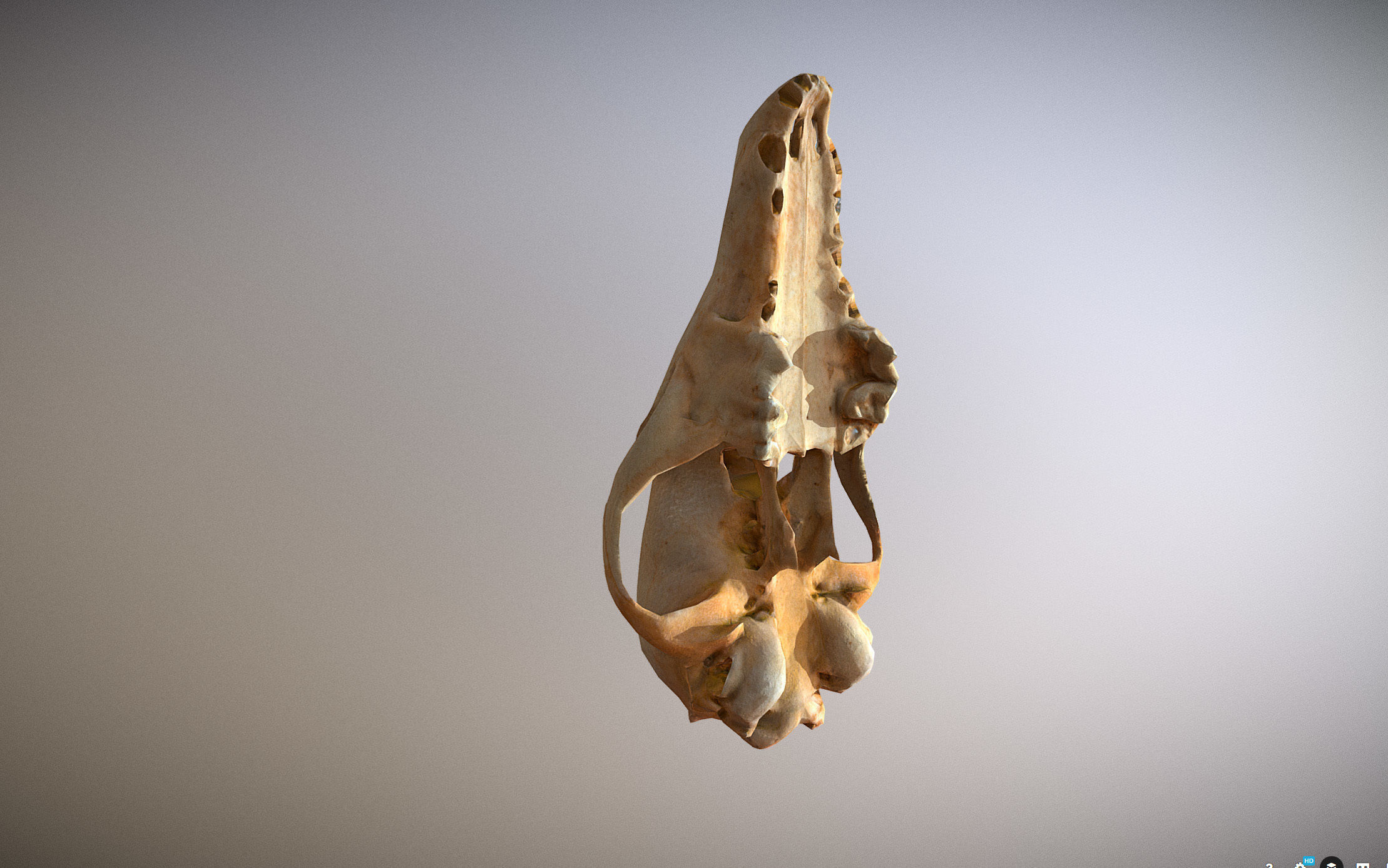 Small photorealistic Skull Low-poly 3D model_5