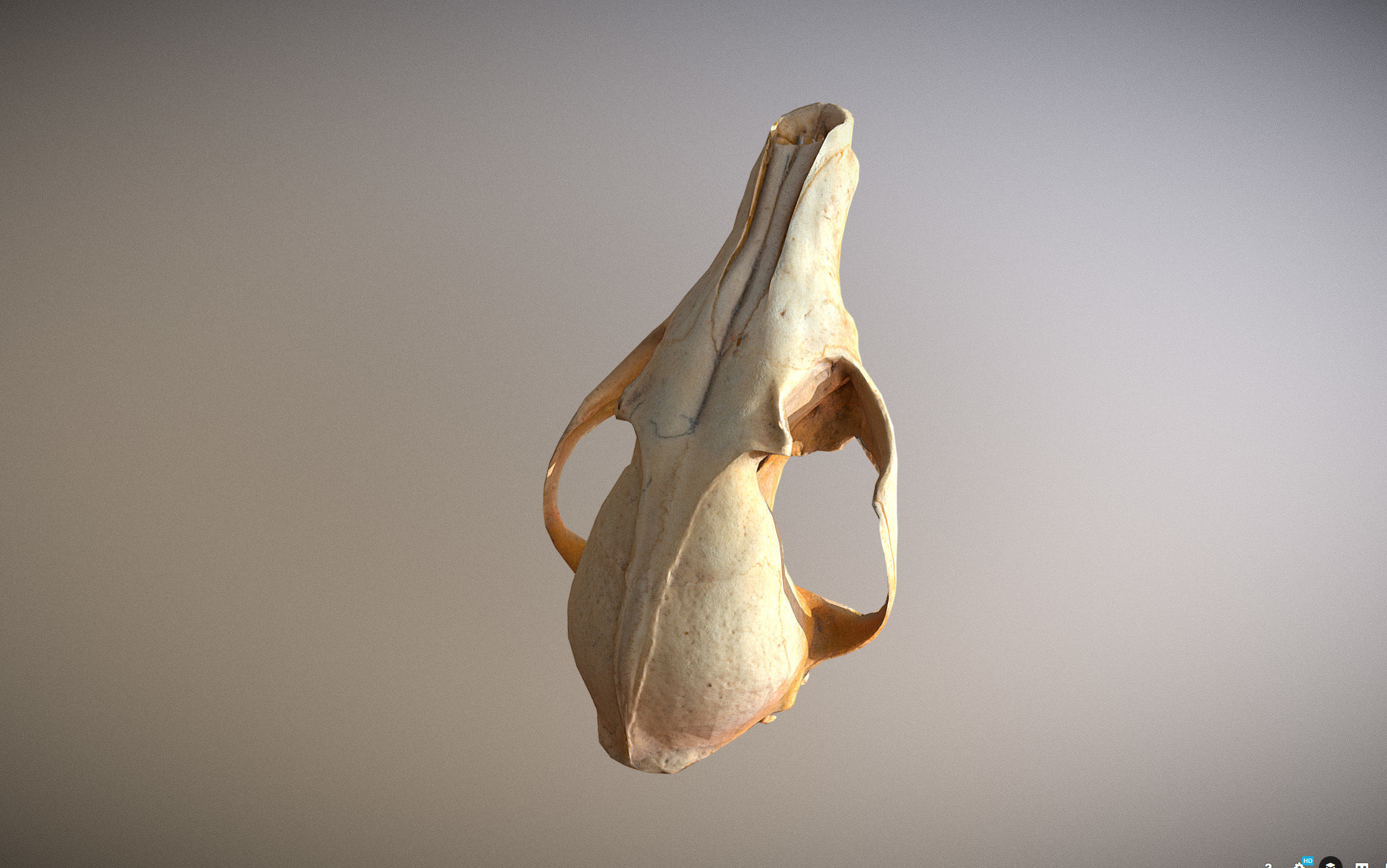 Small photorealistic Skull Low-poly 3D model_2