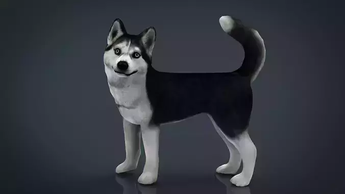 Siberian Husky