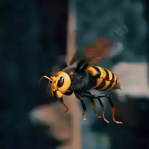 Hornet wasp Low-poly 3D model