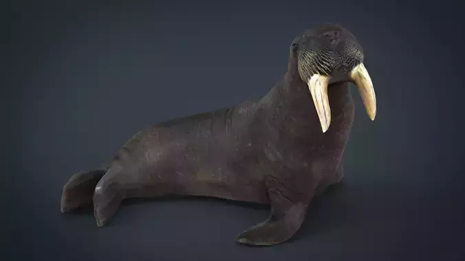 Walrus