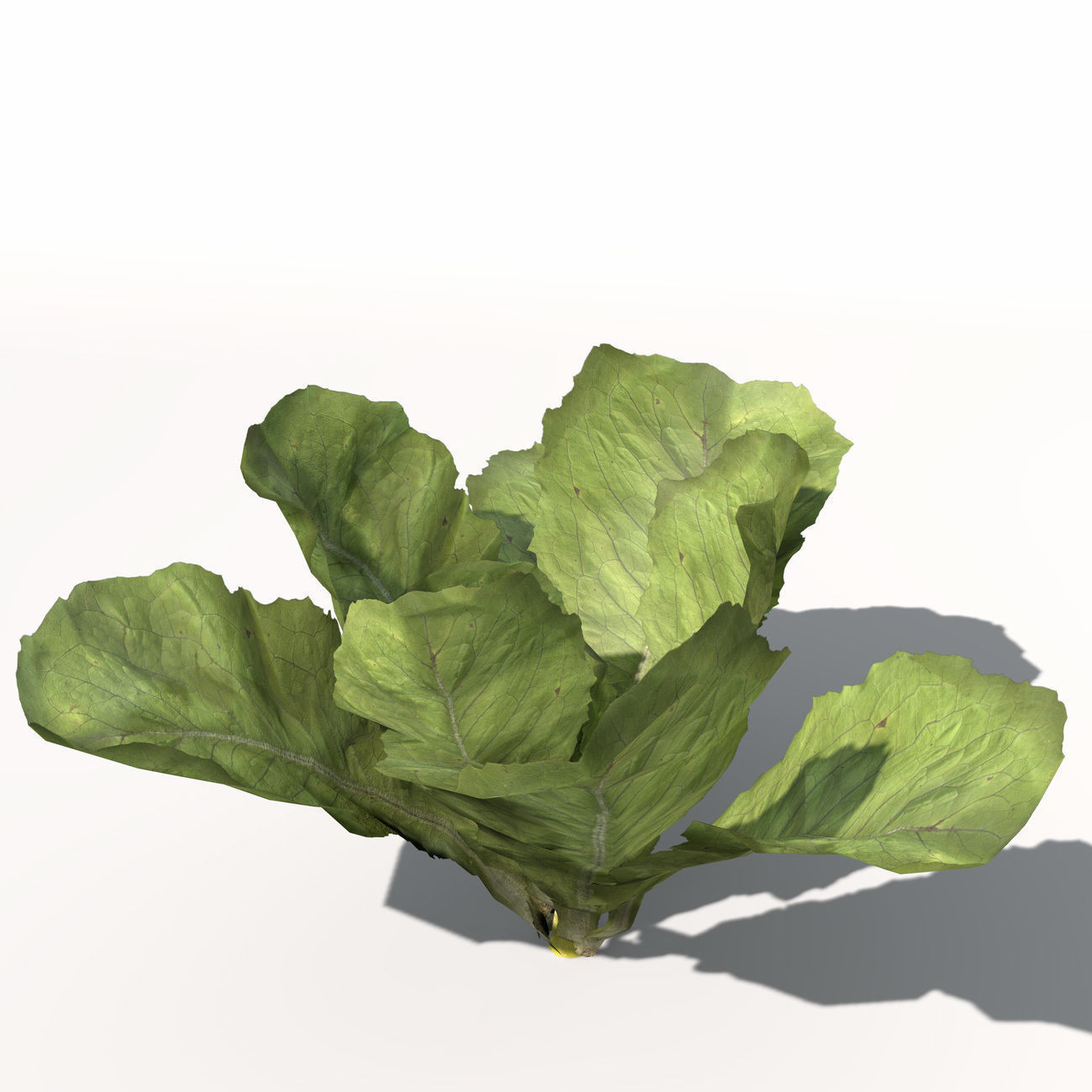 XfrogPlants Lettuce 3D model_5