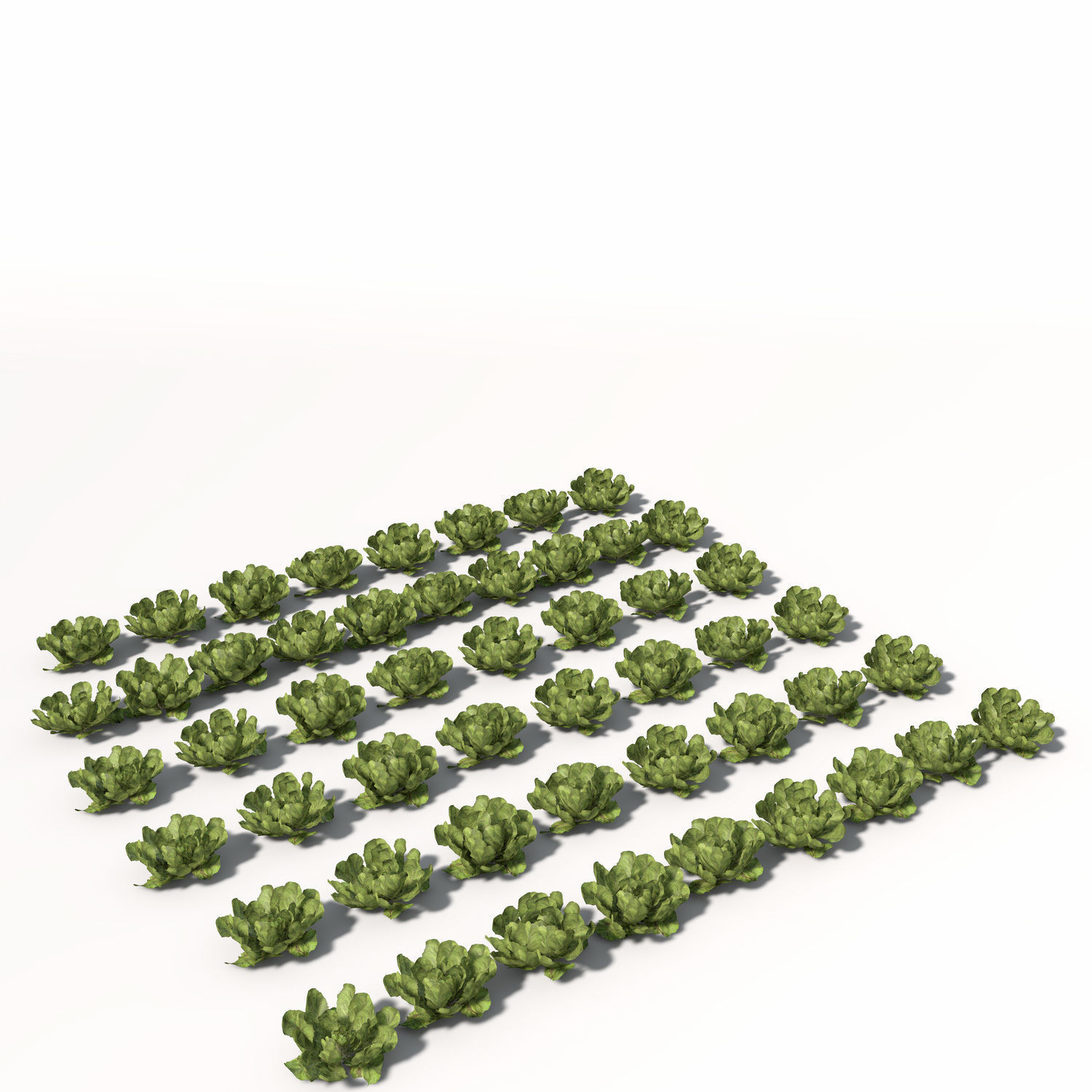 XfrogPlants Lettuce 3D model_9