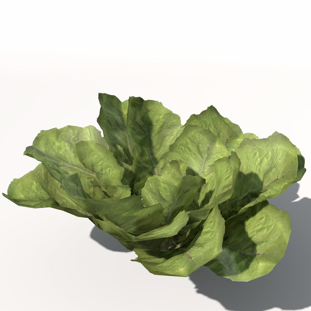 XfrogPlants Lettuce 3D model_2