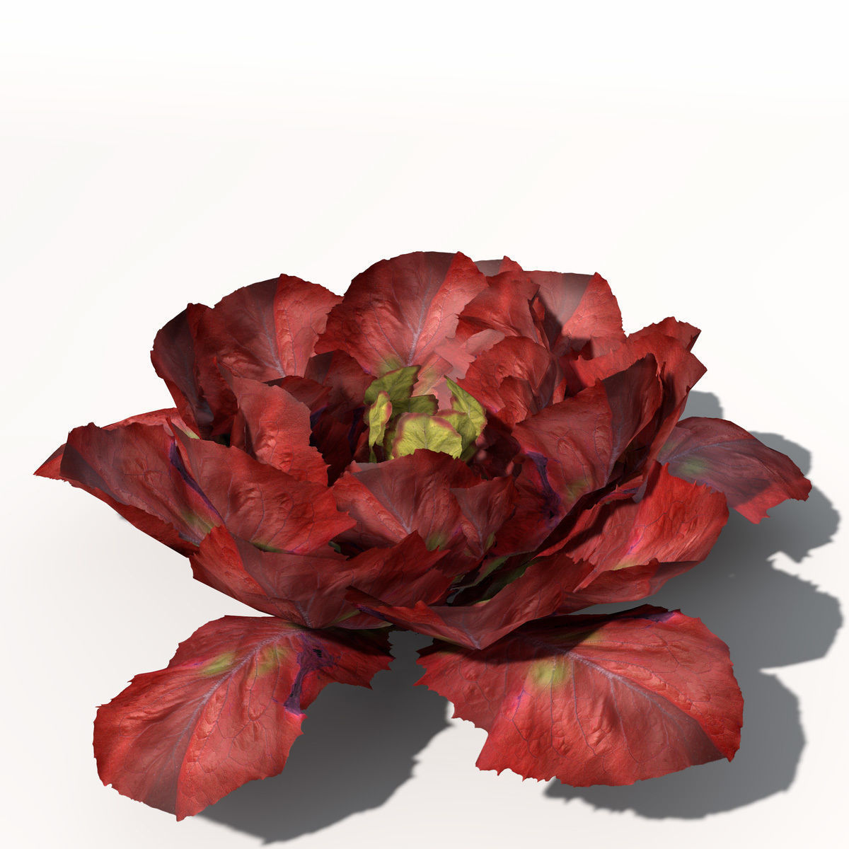 XfrogPlants Lettuce 3D model_1