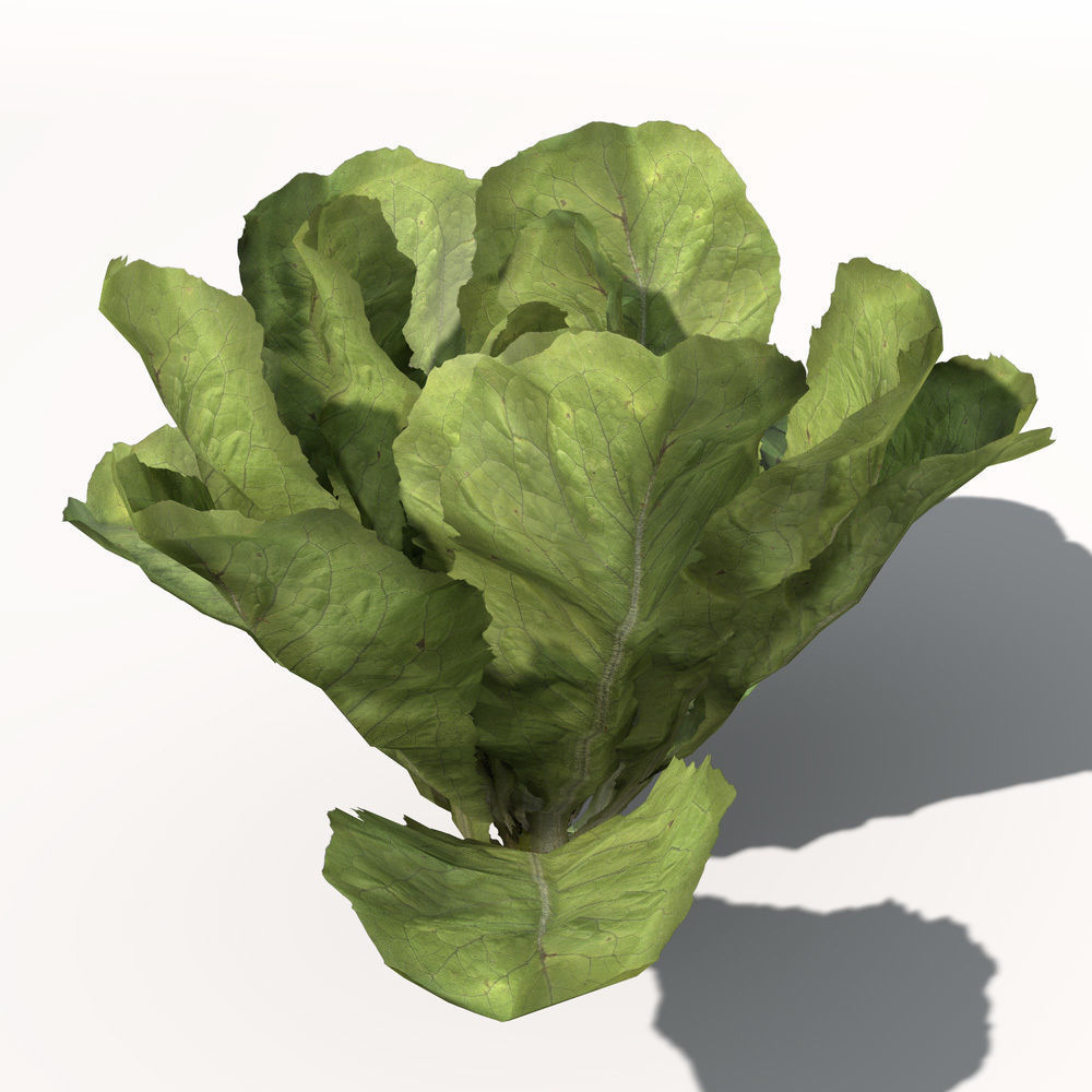 XfrogPlants Lettuce 3D model_4
