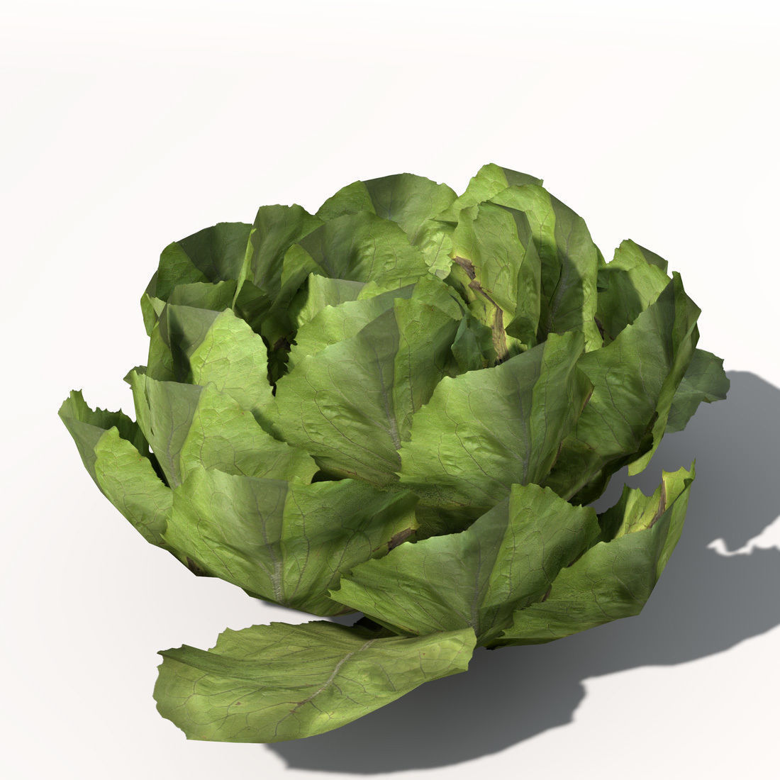 XfrogPlants Lettuce 3D model_3