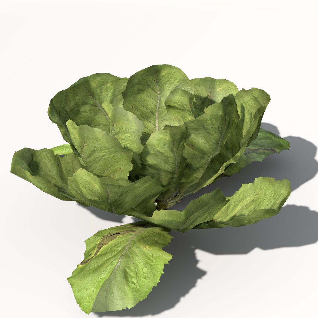 XfrogPlants Lettuce 3D model_7