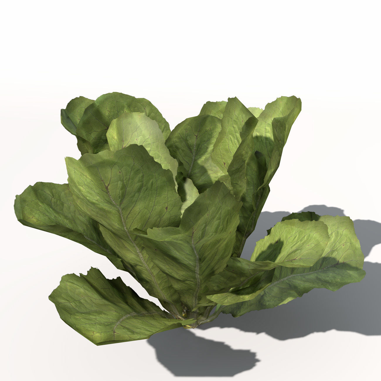 XfrogPlants Lettuce 3D model_6