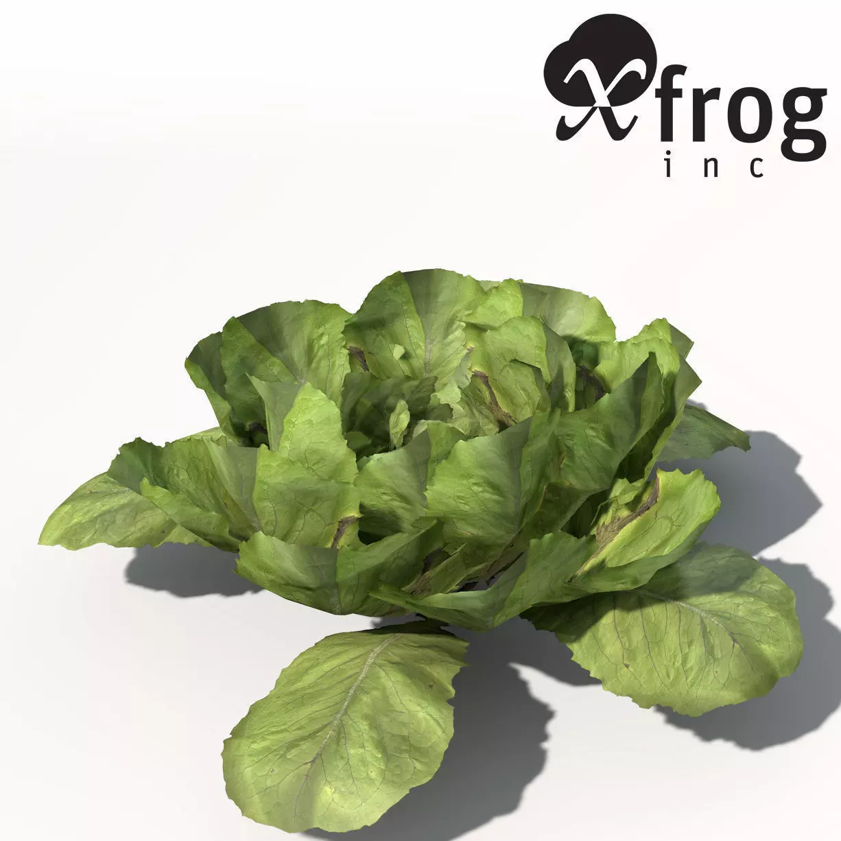 XfrogPlants Lettuce 3D model_0