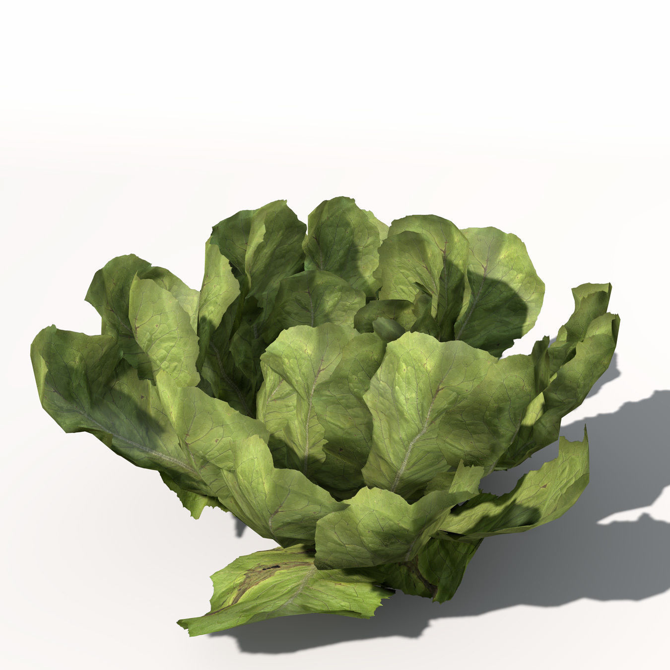 XfrogPlants Lettuce 3D model_8