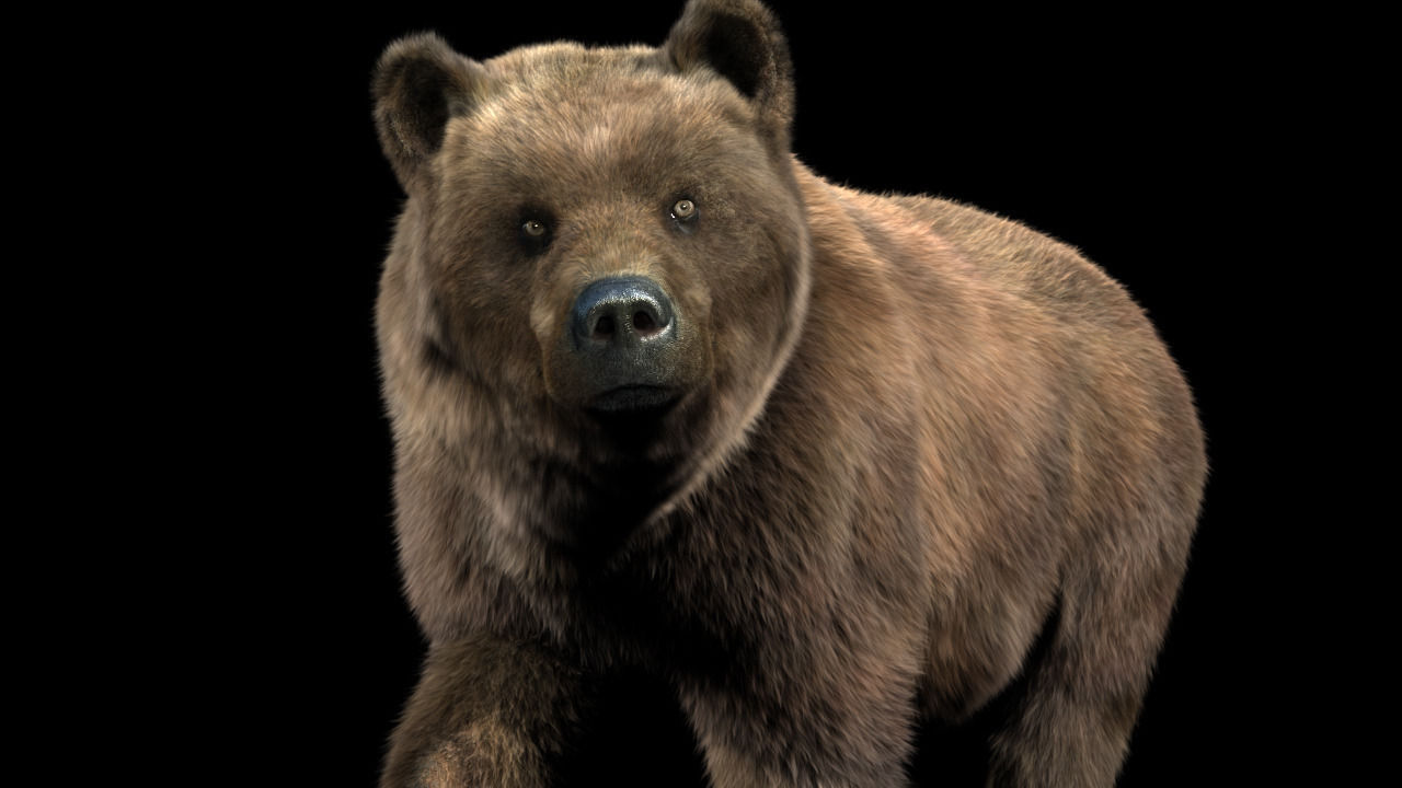 Bear braun 3D model_8