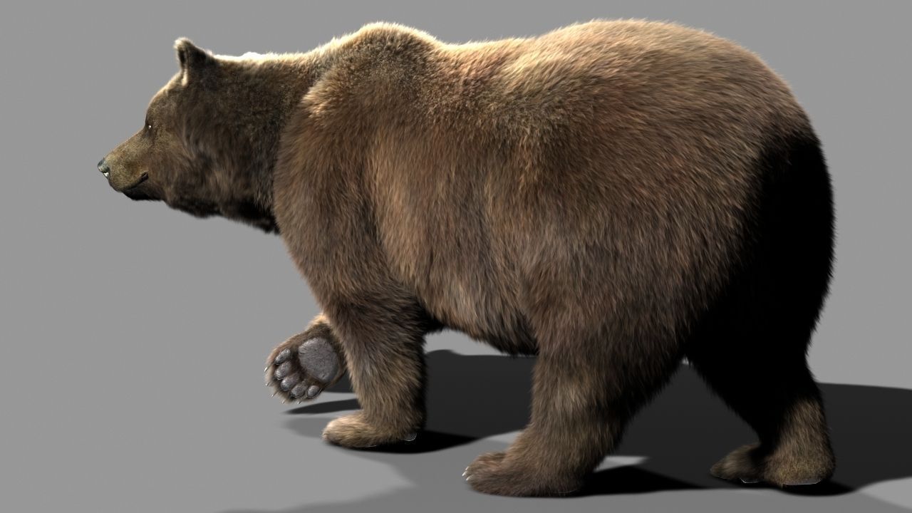 Bear braun 3D model_9