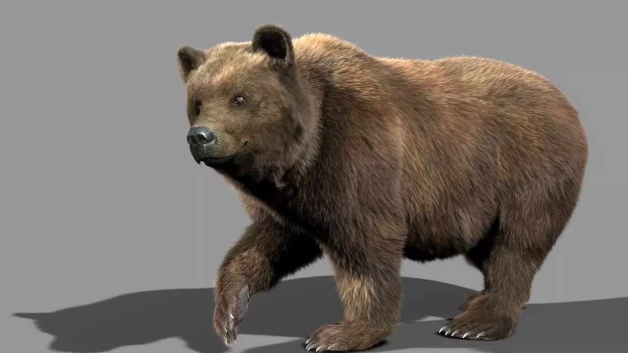 Bear braun 3D model_0