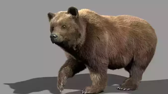 Bear braun 3D model