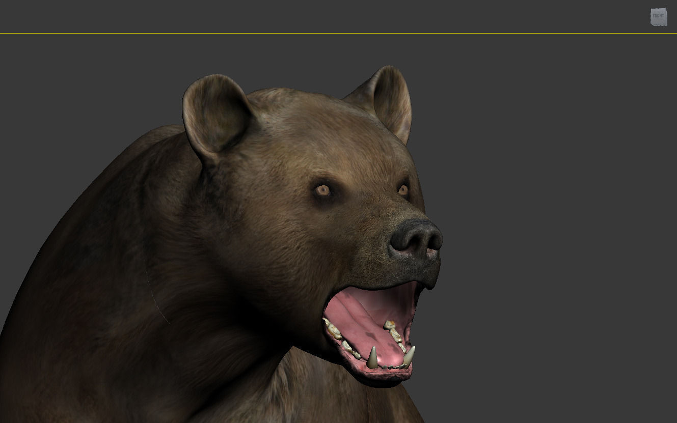 Bear braun 3D model_7