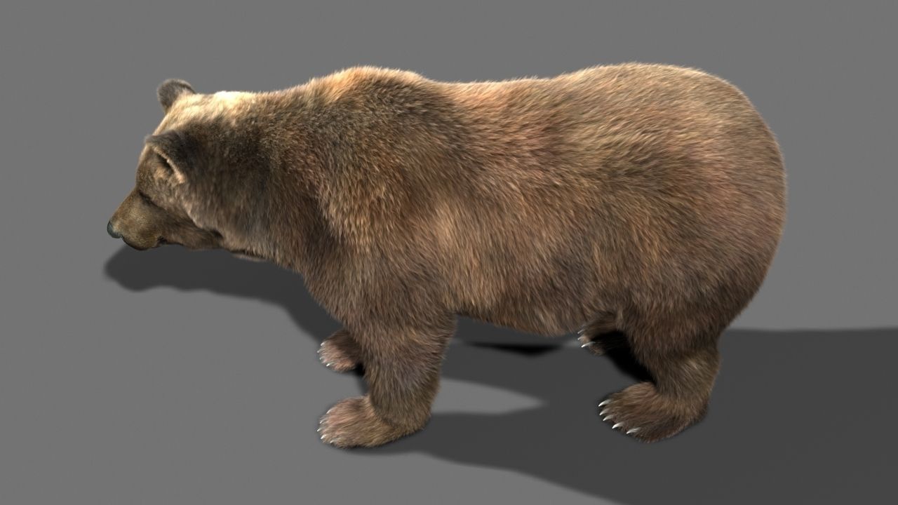 Bear braun 3D model_2