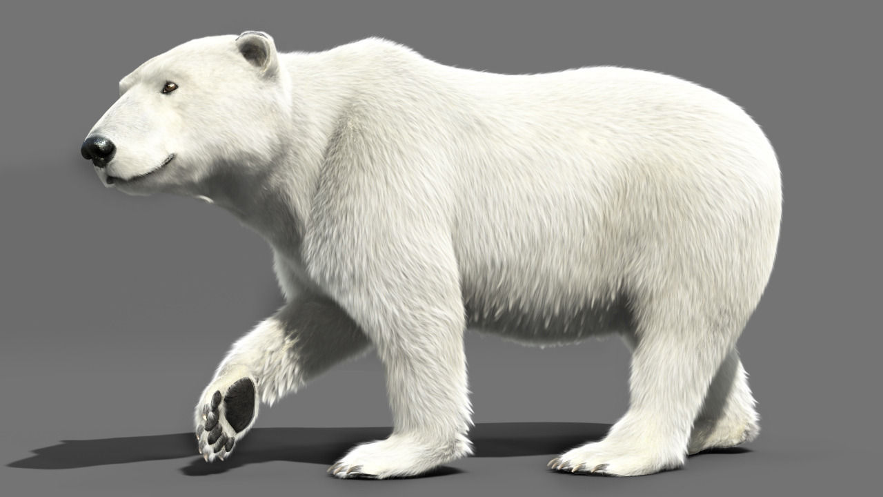 Bear Polar 3D model_2