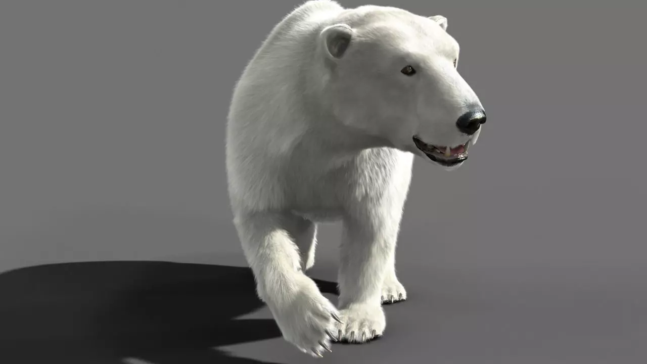 Bear Polar 3D model_0