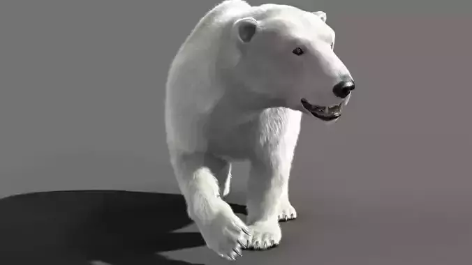 Bear Polar 3D model