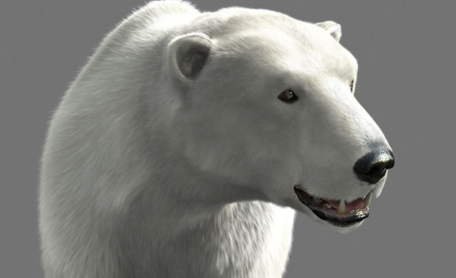 Bear Polar 3D model_1