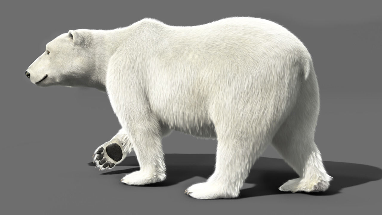 Bear Polar 3D model_7