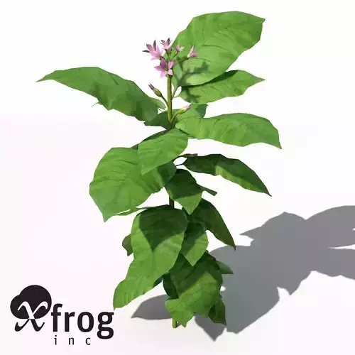 XfrogPlants Tobacco 3D model