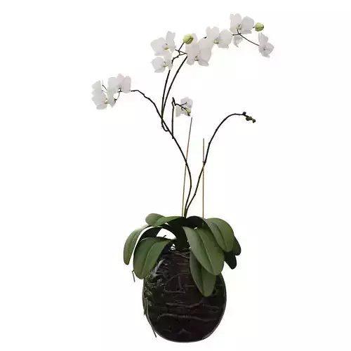 Orchid in a glass flowerpot 3D model