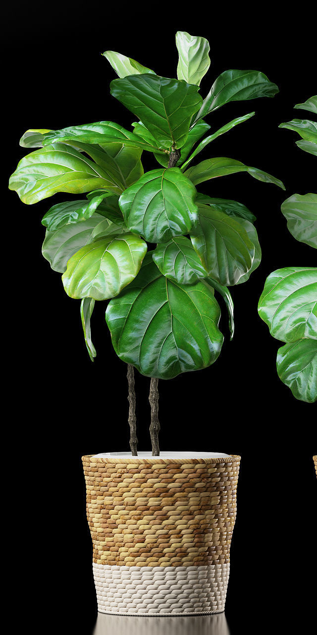 PLANTS 178 3D model_1