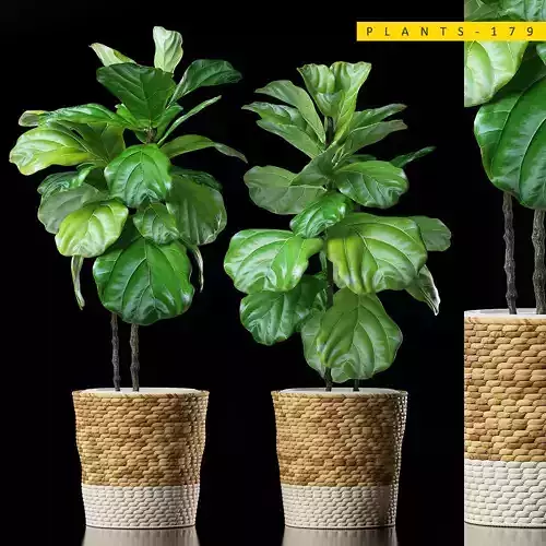 PLANTS 178 3D model