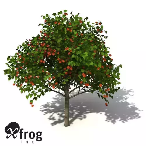 XfrogPlants Paper Mulberry