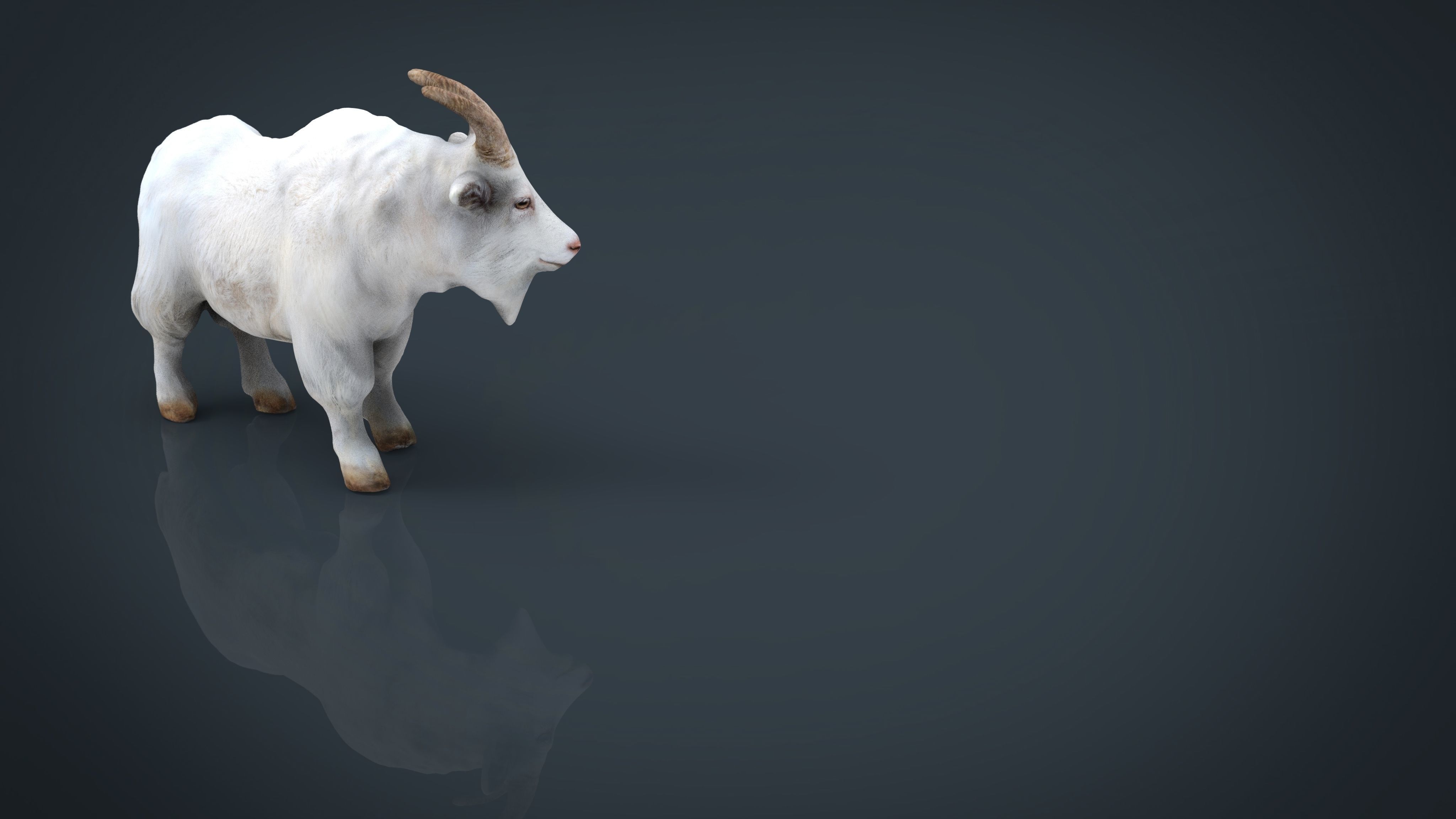 White goat Low-poly 3D model_10