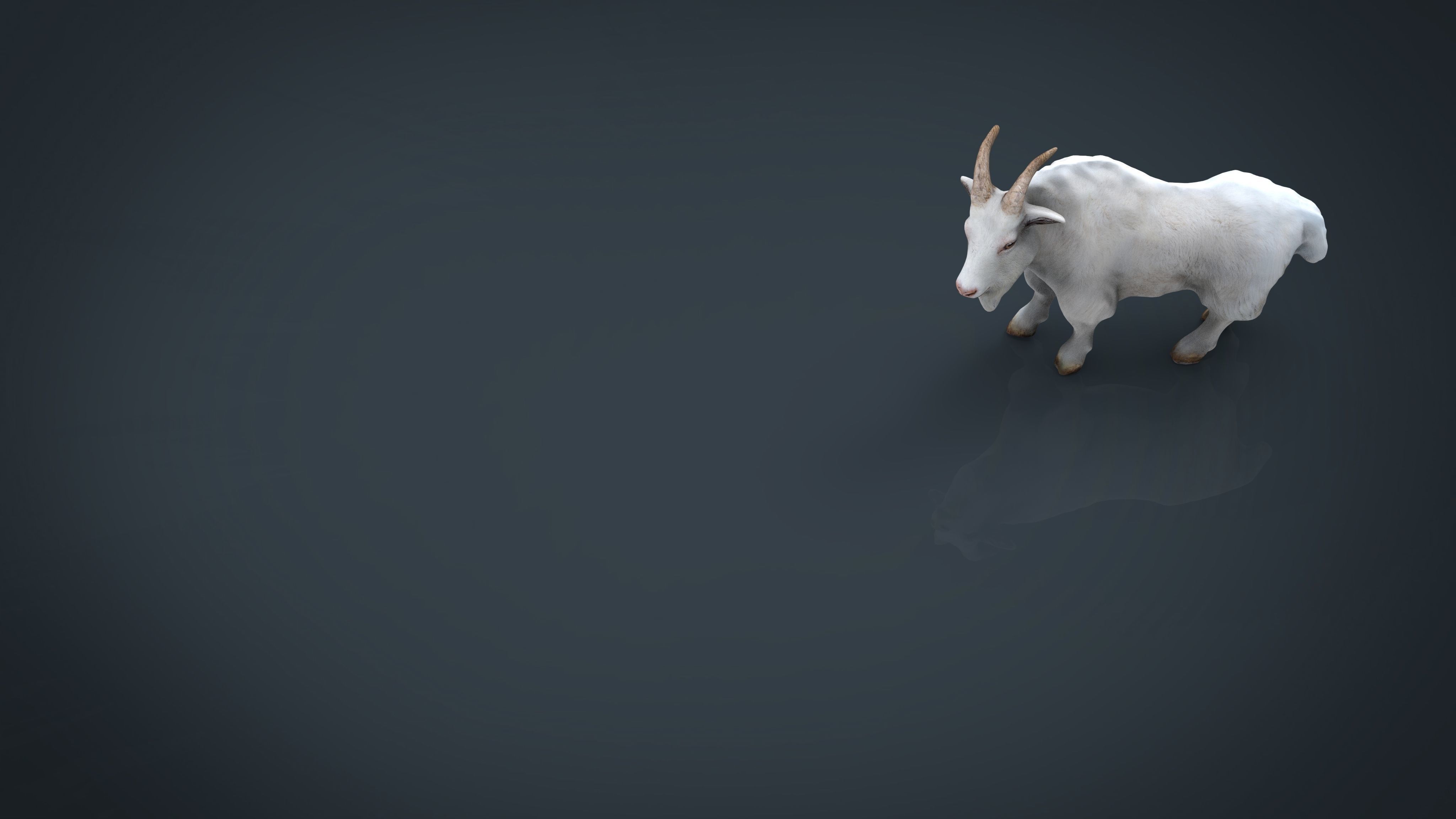 White goat Low-poly 3D model_12