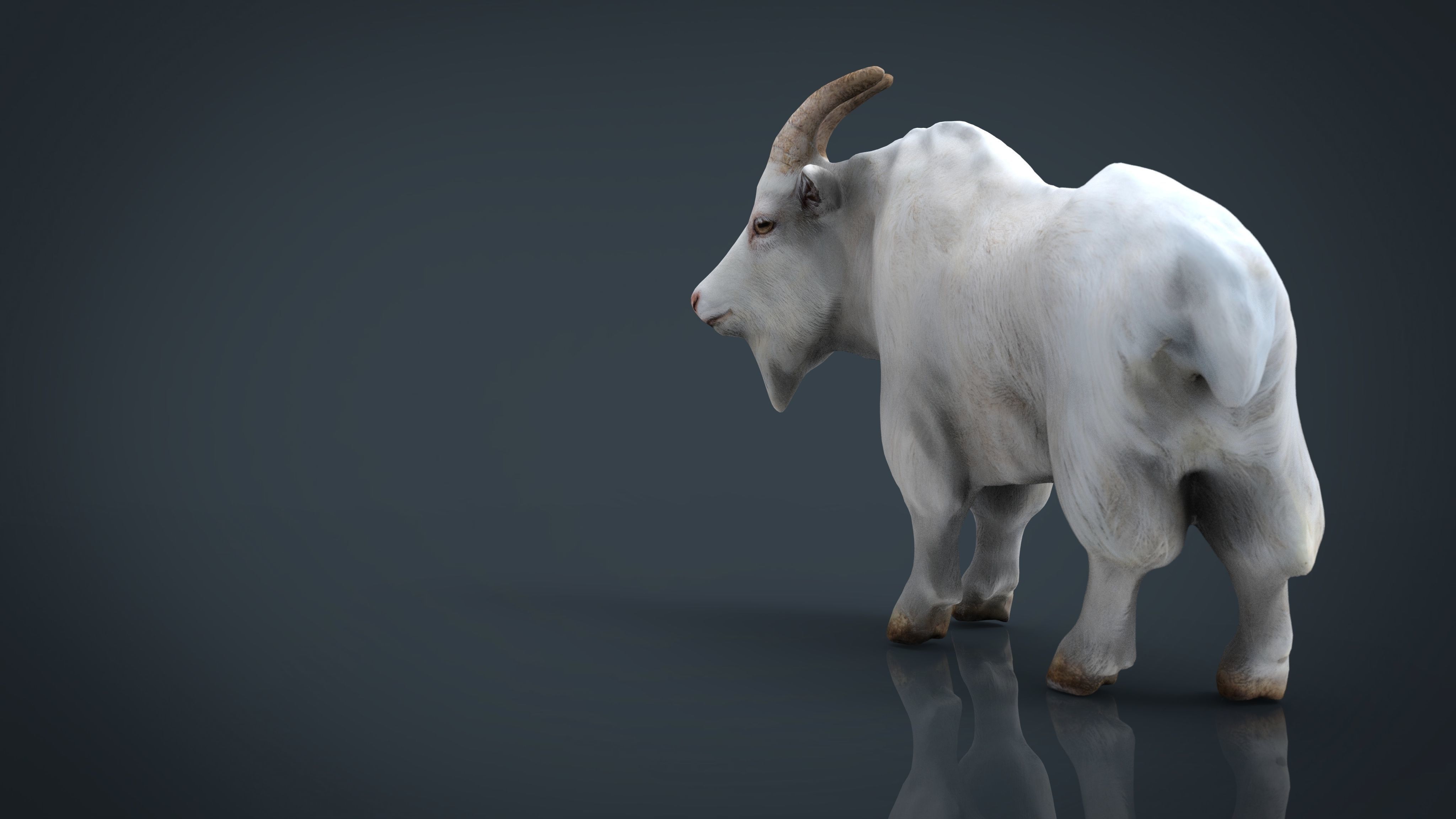 White goat Low-poly 3D model_11