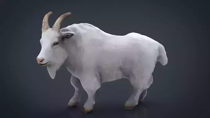 White goat Low-poly 3D model