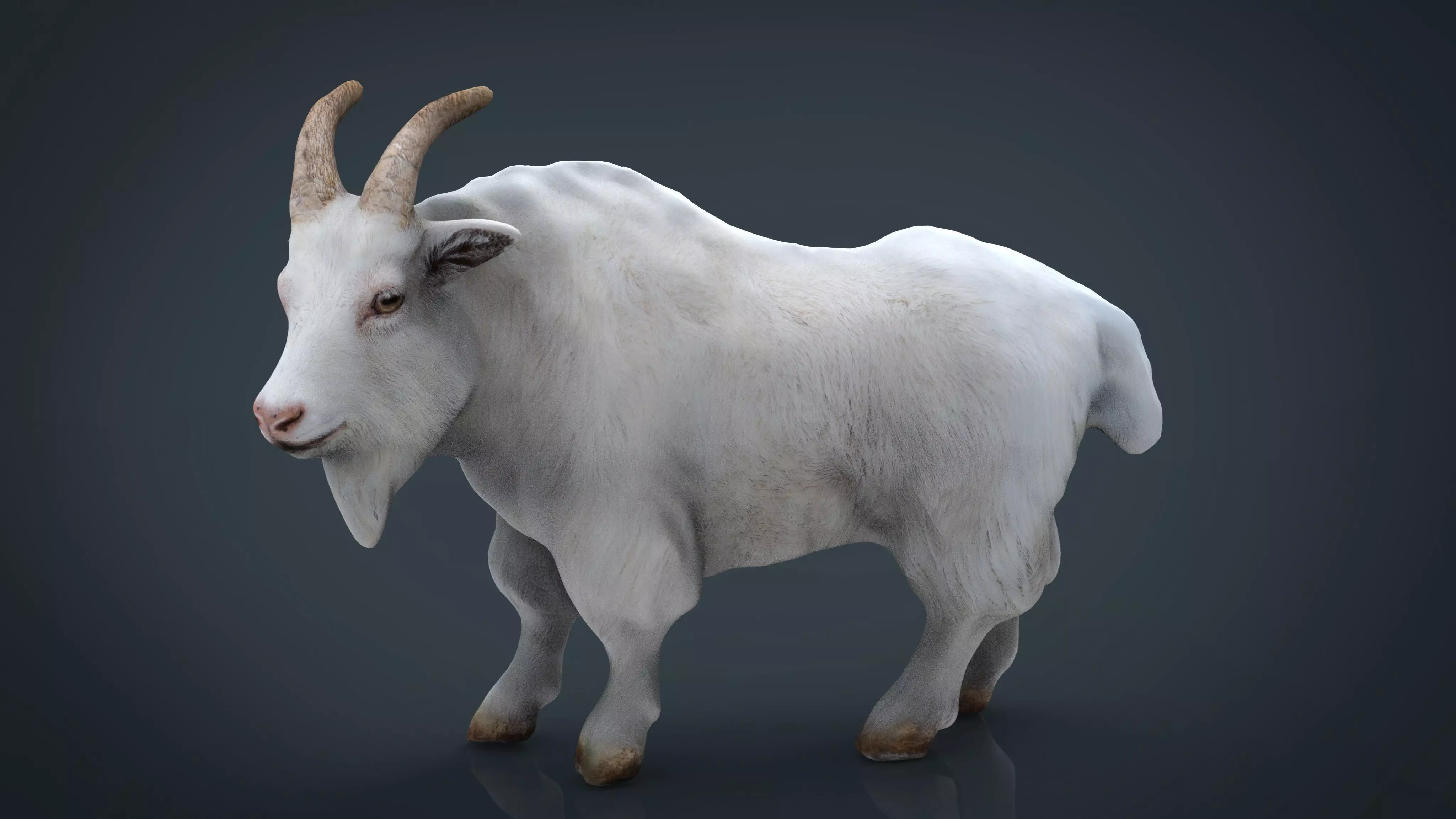 White goat Low-poly 3D model_0